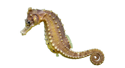 Isolated Detailed Seahorse in Natural Light