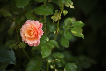 Peach-pink rose blooming on a lush green bush, captured in soft natural light. Summer garden...