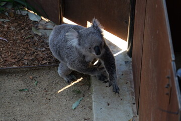 koala © catable