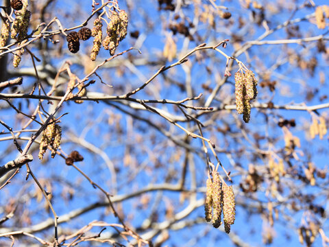 Flowering gray alder Alnus incana tree against blue sky in early spring