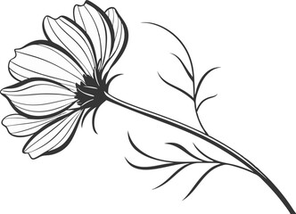 Cosmos Flower Design for Digital and Print Crafts. Beautiful Cosmos Flower Design for Cricut Projects. Cosmos Bloom Flower Design for Clipart and Stickers