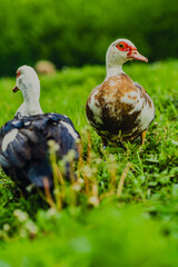 Two Muscovy Ducks Walking on Green Grass in a Sunny Environment During Early Morning Hours