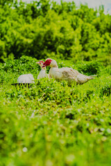 Two Muscovy Ducks Walking on Green Grass in a Sunny Environment During Early Morning Hours