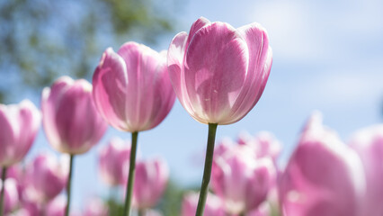 Pink tulip flower - Panoramic landscape of blooming tulips field illuminated in spring by the sun