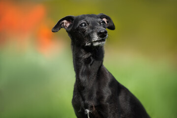 portrait of an old italian greyhound dog in the sun