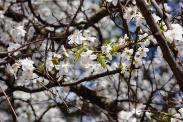 Cherry white flowers on blurring background a close up horizontally. Macro. Beautiful Spring background with the blossoming cherry. Rosaceae Family. Delicate white flowers in spring