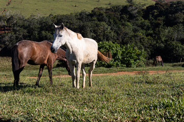 Cavalos soltos no campo da fazenda