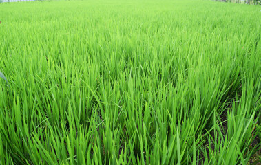 Obraz premium rice plants in the rice fields
