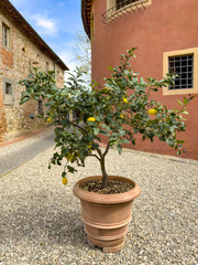 Naklejka premium lemon tree in a terracotta pot standing in a rustic courtyard in old Italian village. Mediterranean countryside charm in sunny