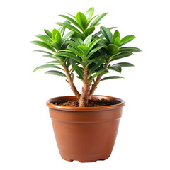 Obraz premium Small Indoor Plant Isolated on White Background