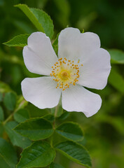 Fototapeta premium Beautiful close-up of rosa obtusifolia