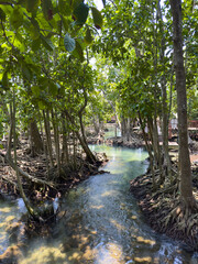Obraz premium Path via Tha Pom mangrove in swam forest with tropical tree roots, Klong Song Nam, Krabi
