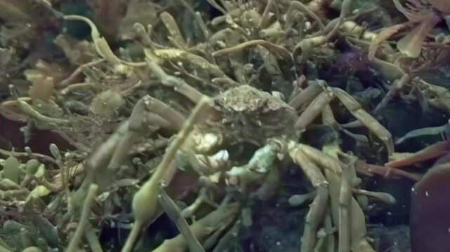 Underneath the Arctic ice, spider crabs roam the cold waters of the White Sea, skillfully navigating through seaweed and rocky terrain in search of their next meal, showcasing unique underwater life.
