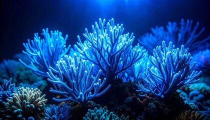 Naklejka premium coral reef and diver