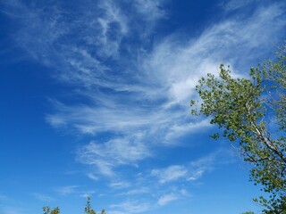Obraz premium Young leaves of a Cottonwood tree under thin spring clouds, Boulder, Colorado