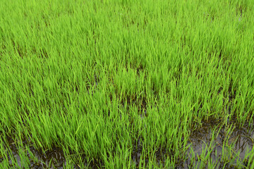 rice plant seeds for planting in rice fields
