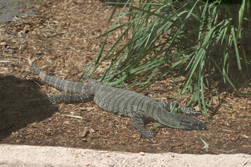 lizard on the ground
