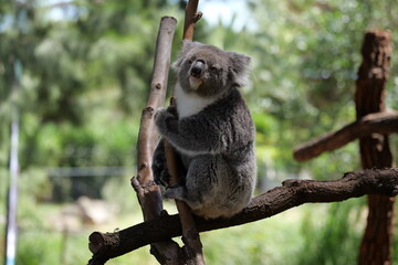 Koala on the tree