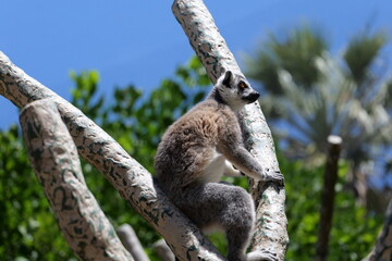 ring tailed lemur