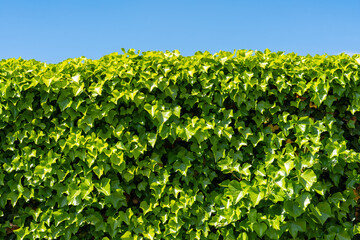 Ivy leaves against blue sky, evergreen climbing plant Hedera covers the fence 