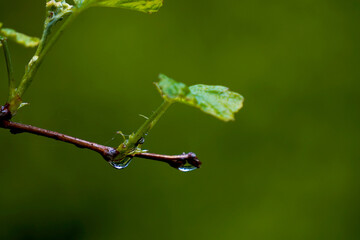 A macro shot of a delicate twig with a hanging water droplet and a small spider nearby. A close look into the beauty and complexity of the natural world.

