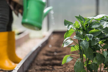 An elderly woman with a watering can waters the ground before planting a plant. Seedlings are planted in the ground in a greenhouse. The concept of spring planting of vegetables and agriculture.