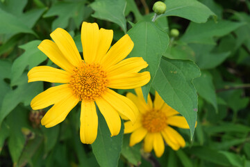 beautiful yellow sunflower plant