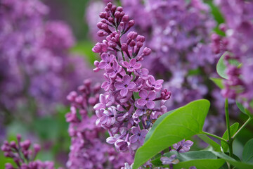 Branch of lilac branches. Lilac flowers. Spring lilac flowers close-up. Bright flowers of spring lilac bush