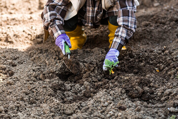A woman's hands in gardening gloves hold a young plant in the ground. Pumpkin and squash seedlings are planted in the ground. The concept of spring planting of vegetables and agriculture.