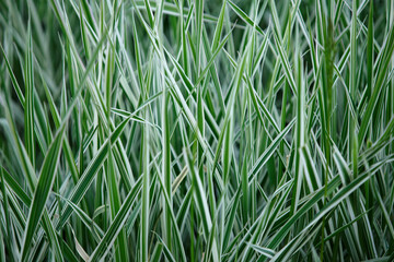 Striped grass. Variegated sedges. Sedge with white and green striped foliage. Close-app. Background...