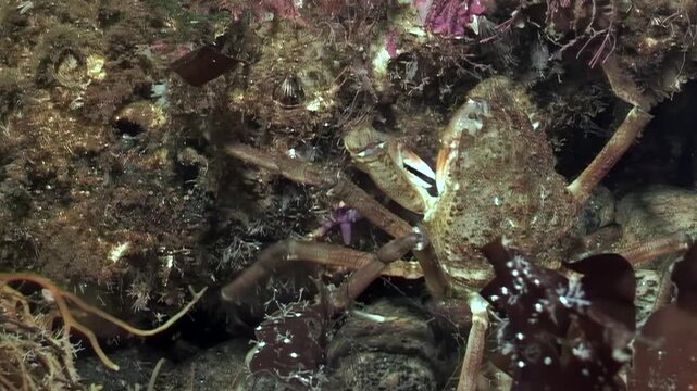In the cold waters of the White Sea, a spider crab named Hyas navigates a lush seaweed leaf, skillfully searching for food amidst the enchanting textures of underwater life.