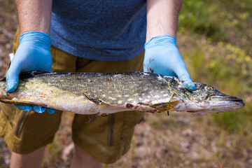Closeup of freshly caught northern pike held by fisherman. Large northern pike fish held by a...