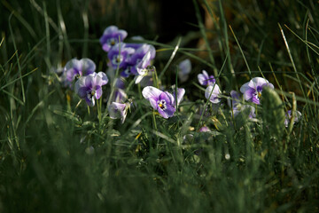 Viola (plant). Viola odorata. Wood violet. Purple little flowers in green grass in a clearing