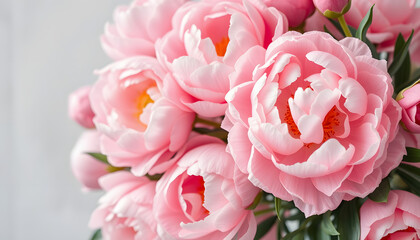 Fototapeta premium Stunning banner featuring delicate blush peony blossoms on a romantic floral wedding backdrop, Dynamic motion. isolated with white highlights