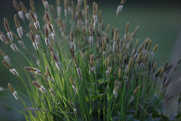 Sedge. Lush sedge bush on a bump. Carex cespitosa. Young green grass. Flowering fluffy spikelets of sedge. Spring grass, weed on a blurry natural background