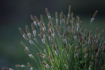 Carex cespitosa. Sedge. Young green grass. Lush sedge bush on a bump.  Flowering fluffy spikelets of sedge. Spring grass, weed on a blurry natural background.