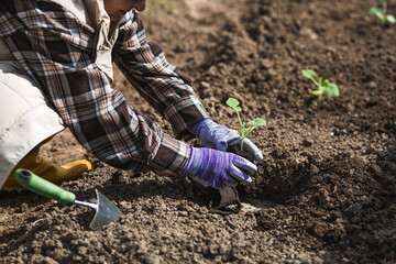 A woman's hands in gardening gloves hold a young plant in the ground. Pumpkin and squash seedlings are planted in the ground. The concept of spring planting of vegetables and agriculture.