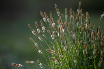 Carex cespitosa. Sedge. Young green grass. Lush sedge bush on a bump.  Flowering fluffy spikelets of sedge. Spring grass, weed on a blurry natural background.