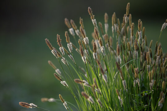 Carex cespitosa. Sedge. Young green grass. Lush sedge bush on a bump.  Flowering fluffy spikelets of sedge. Spring grass, weed on a blurry natural background.