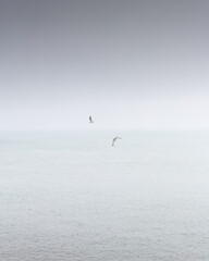 seagulls flying over the sea