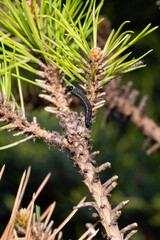 Red-headed pine sawfly caterpillars eat pine needles.