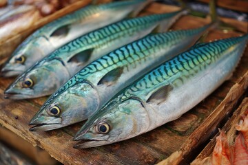 Mackerel