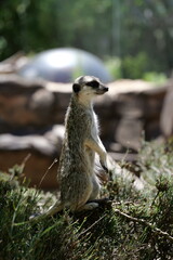 Suricata suricatta