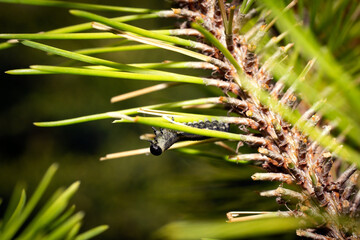 Red-headed pine sawfly caterpillars eat pine needles.