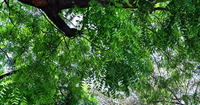 The branches of Azadirachta indica, or neem tree, are swaying in the wind, showcasing the natural beauty of this resilient tree.