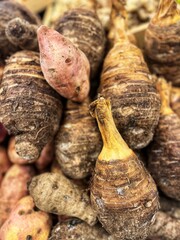 Taro roots (Colocasia esculenta), also known as taro or serratah, is a tuber plant that is widely grown in Indonesia and various parts of the world.