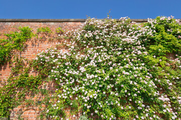 Blush pink climbing rose against old red brick wall.
