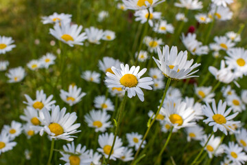 Ox-eye Daisy (Leucanthemum vulgare) in a garden