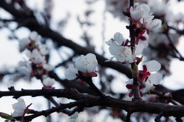 White plum blossoms bloom against a blurred silhouette of tree branches and a cold white sky. A close up plum tree blossom in a golden sunset light with soft background a spring scene