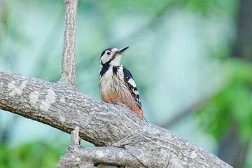 木に止まるオオアカゲラ